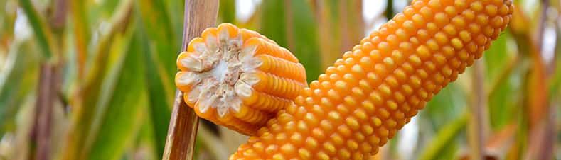 Гибрид кукурузы Эпилог