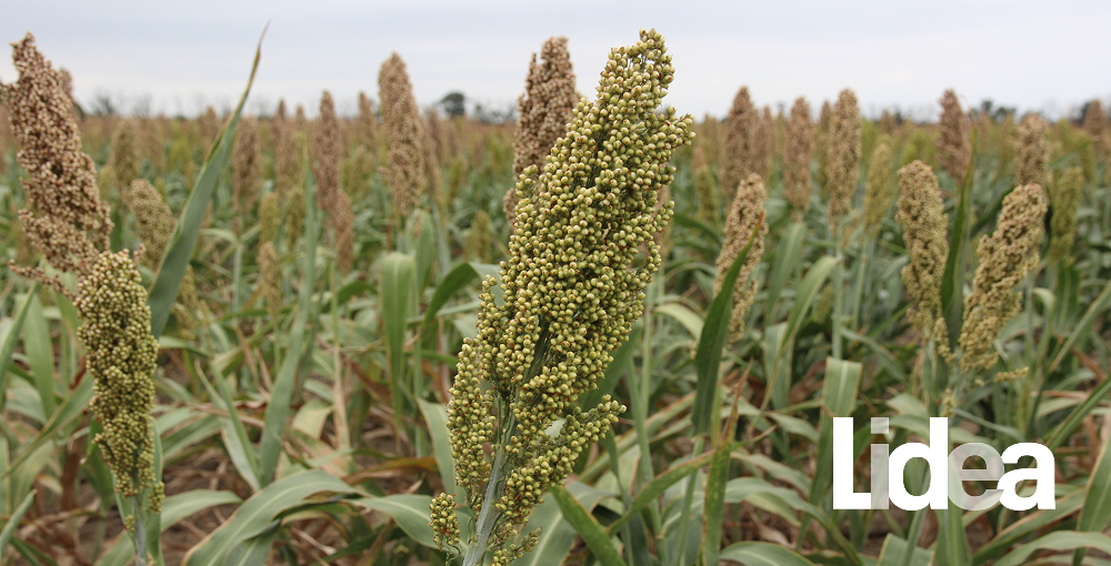Сорго на практике: мнение аграриев