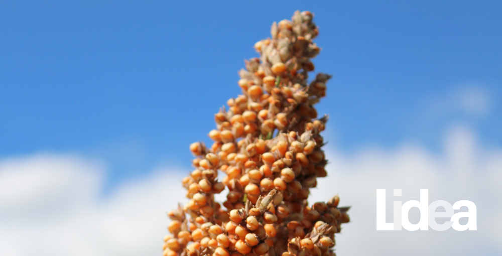 Однородная метёлка сорго Лидеа без осыпаемости