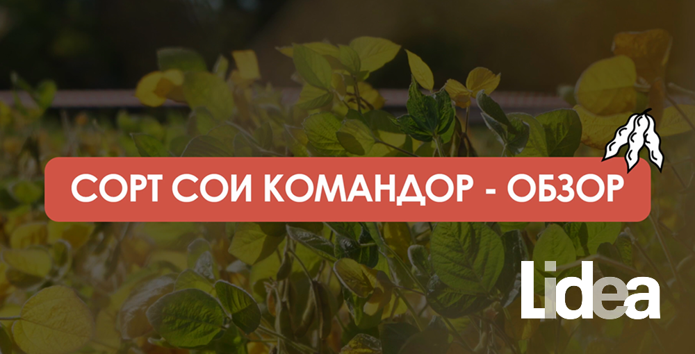 Видео: разбор эксперимента с соей Командор в условиях стрессового сезона-2025
